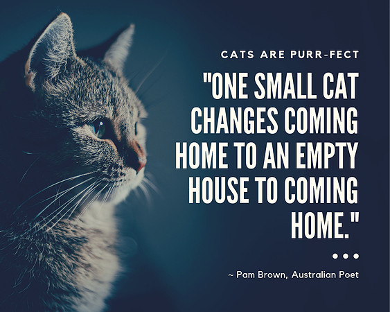 FB INSTA TWIT Post Cat Makes a House a Home