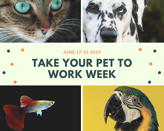 FB INSTA TWIT Post Take Your Pet to Work Day
