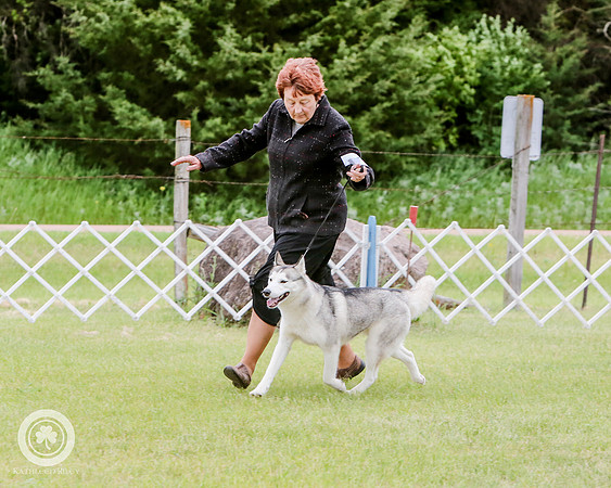 Sandy Reitsma - Siberian Husky