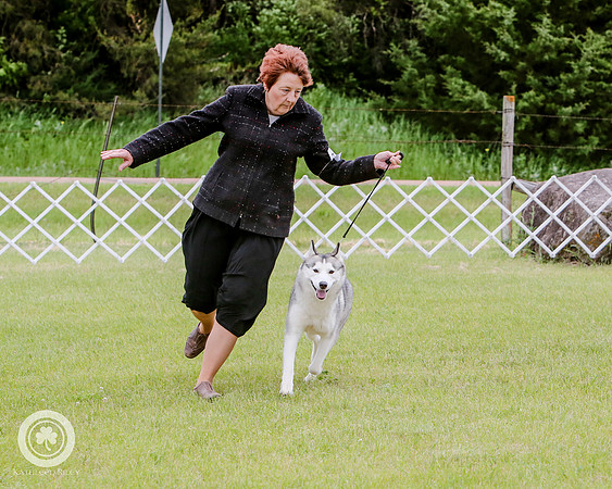 Sandy Reitsma - Siberian Husky