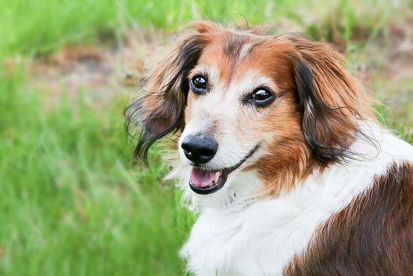 Sara Temte Grassy Knoll Photography Dachshund