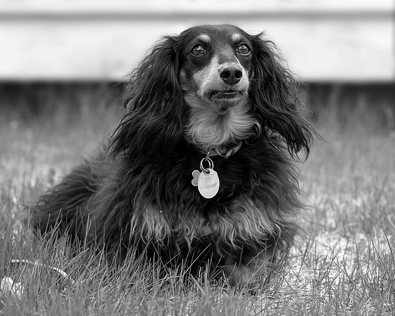 Sara Temte Grassy Knoll Photography Dachshund