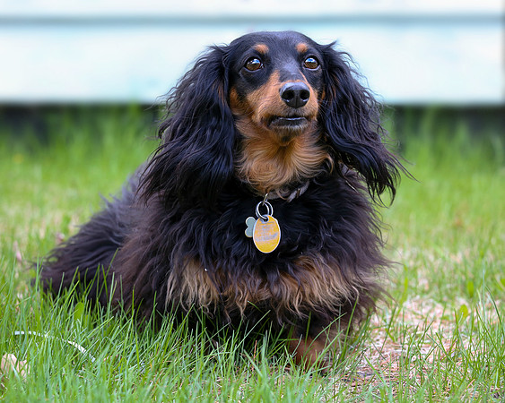 Sara Temte Grassy Knoll Photography Dachshund