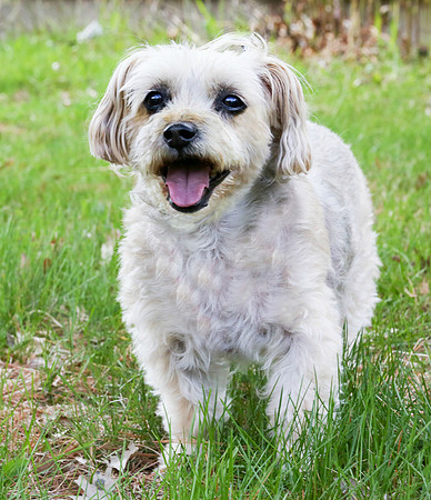 Sara Temte Grassy Knoll Photography Dogs