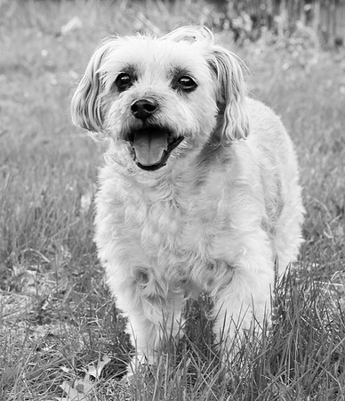 Sara Temte Grassy Knoll Photography Dogs