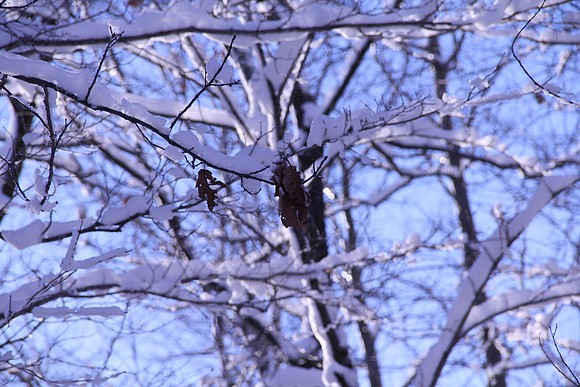 Minnesota Winter