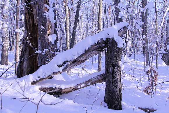 Minnesota Winter