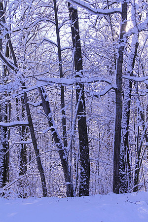 Minnesota Winter