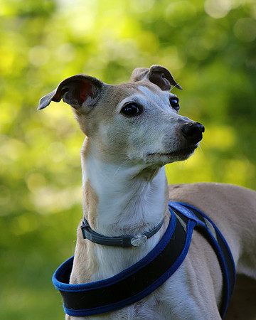 Cara the Italian Greyhound