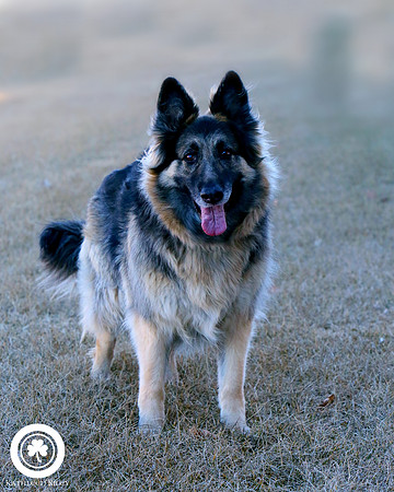 Sheeba the German Shepherd Dog