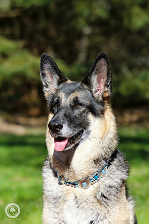Bonnie the German Shepherd Dog