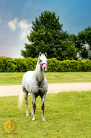 2019-08-11 PROOFS Eye M A Pistol AQHA Reyes