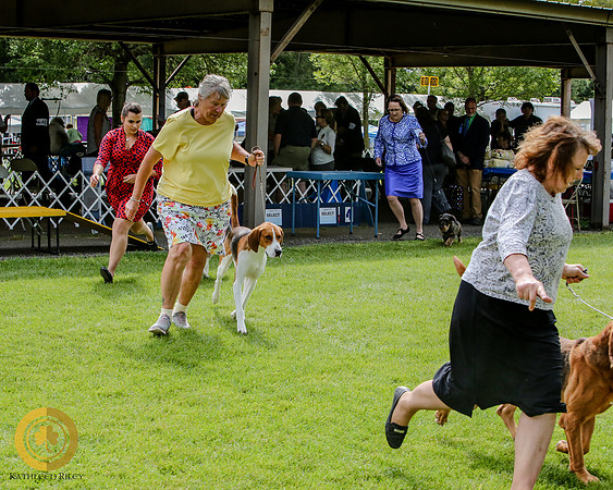 NOHS Hound Group American Foxhound