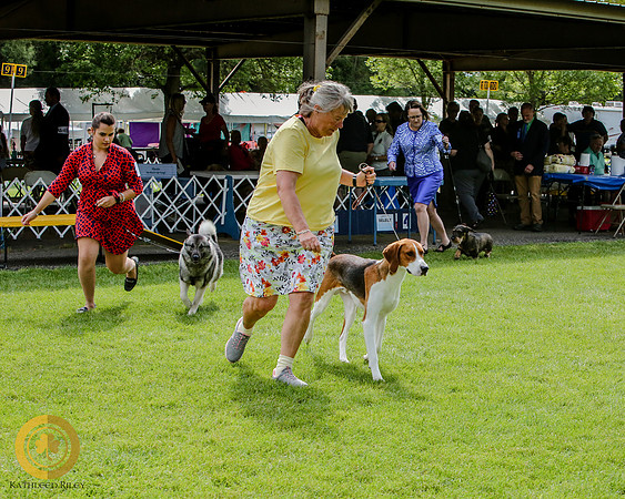 NOHS Hound Group American Foxhound