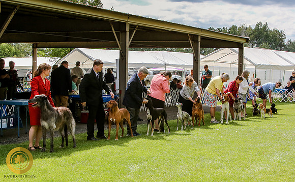 NOHS Hound Group