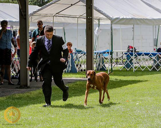 NOHS Hound Group Rhodesian Ridgeback