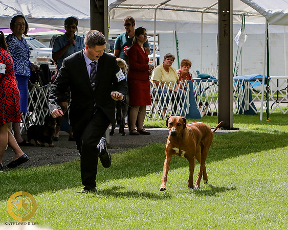 NOHS Hound Group Rhodesian Ridgeback