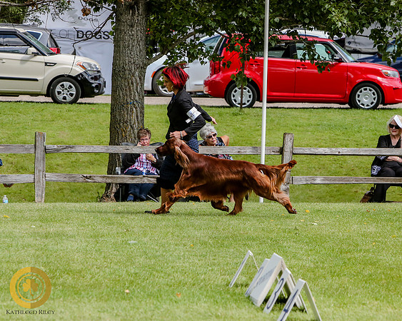 Irish Setter