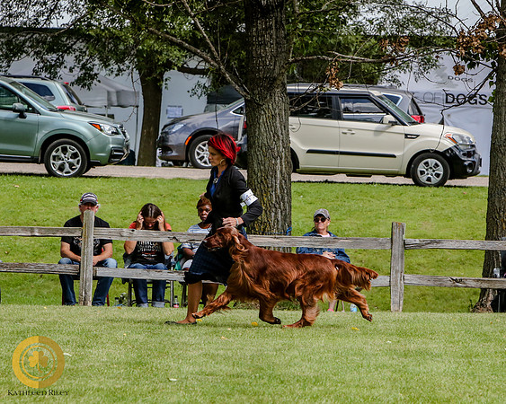 Irish Setter
