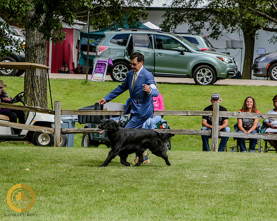 Flat Coated Retriever
