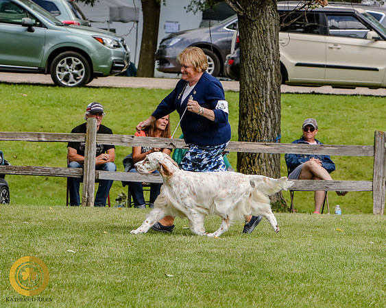 English Setter