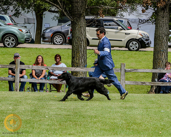 Flat Coated Retriever