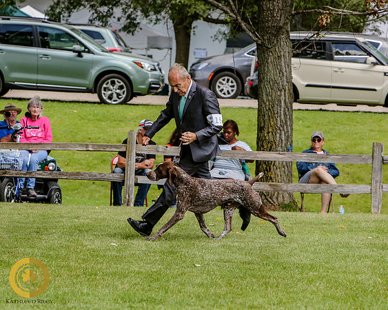 German Shorthaired Pointer