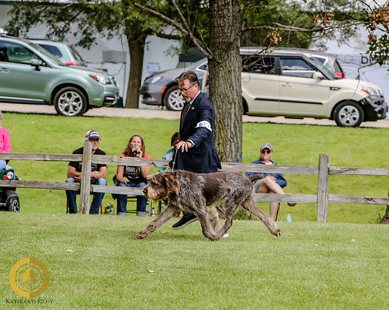 Wirehaired Pointing Griffon
