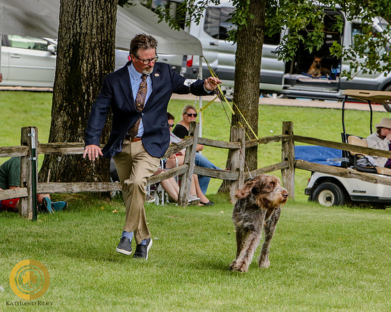 Wirehaired Pointing Griffon