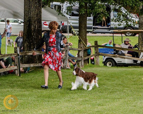 Springer Spaniel