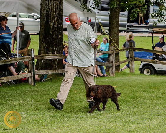 American Water Spaniel