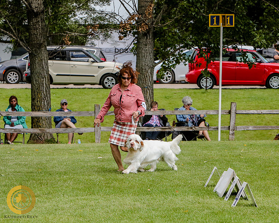 Clumber Spaniel