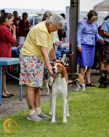 American Foxhound