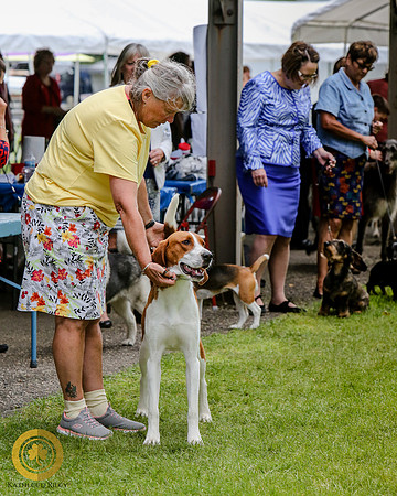 American Foxhound
