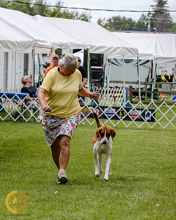 American Foxhound
