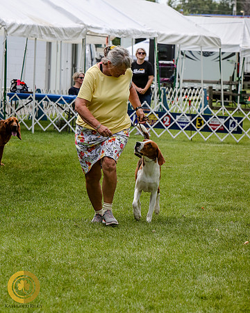 American Foxhound