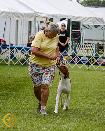 American Foxhound