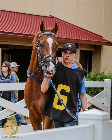 Minnesota Quarter Horse Derby - Race 2 - DB Quick Sam