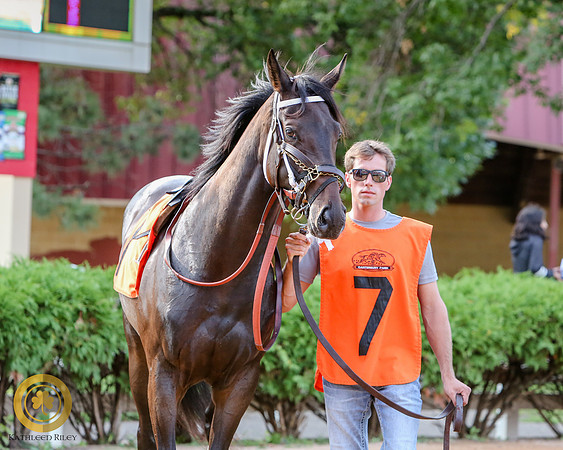 Minnesota Bred Thoroughbred Allowance - Race 9 - Talent and Tricks