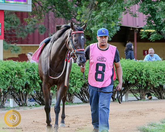 Minnesota Bred Thoroughbred Allowance - Race 9 - Harry The Hitman
