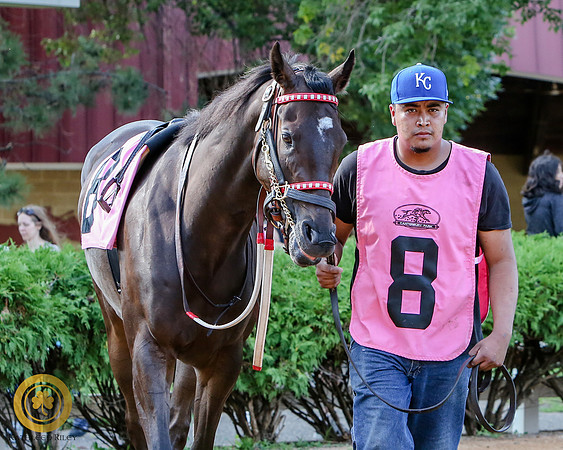 Minnesota Bred Thoroughbred Allowance - Race 9 - Harry The Hitman