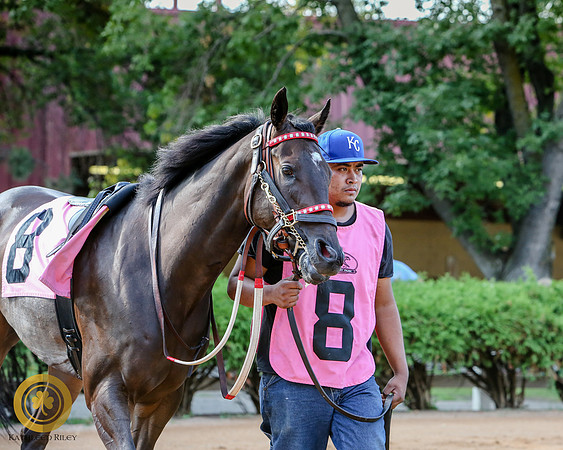 Minnesota Bred Thoroughbred Allowance - Race 9 - Harry The Hitman