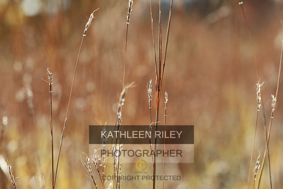 2021-KathleenRileyPhotography-4113
