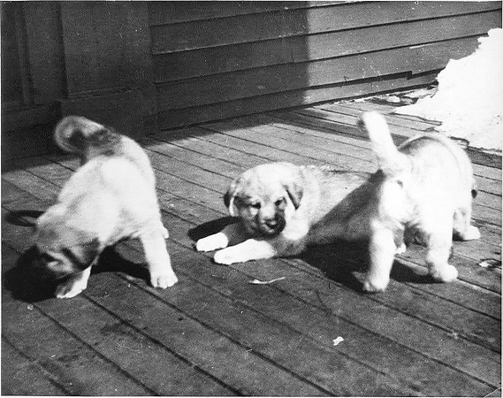 Rikki, Tikki and Tavi who would become Chinook, Hootichinoo and Tavi born Jan 17, 1917