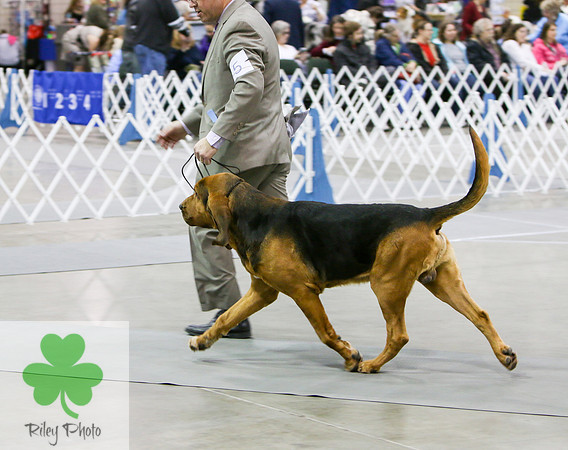 Breed: BloodhoundName: GCH Citations First And Foremost