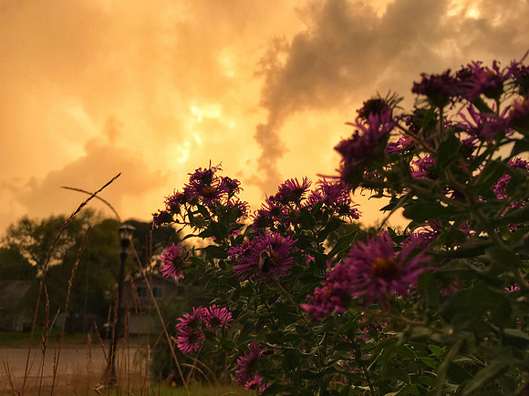 Storm rolling in over the asters Champlin Minnesota 55316