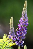 SLT Lupine Bee 8x8 mount