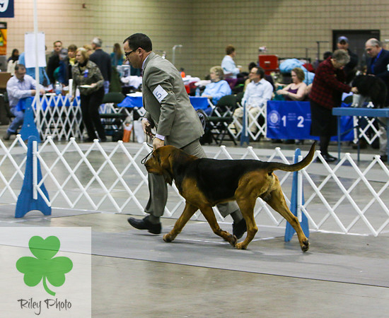 Breed: BloodhoundName: GCH Citations First And Foremost