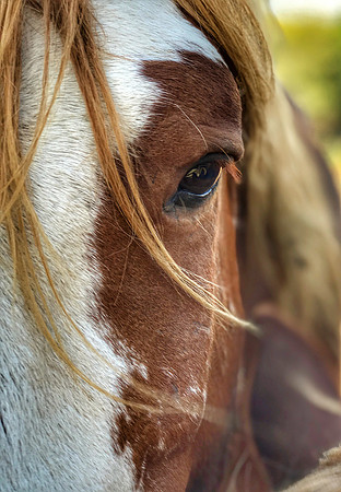 Sheldon Mustang