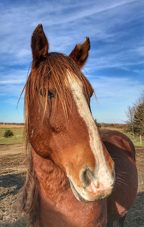 Sheldon Mustang
